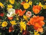 Tulips and Narcissus Jigsaw Puzzle