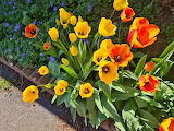 Tulips Flowers Jigsaw Puzzle