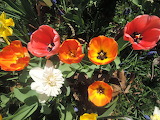 Tulips Flower Jigsaw Puzzle 2