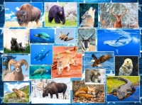 USA National Parks – Animal Jigsaw Puzzle