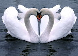 Valentine Swans Jigsaw Puzzle