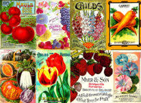 Desenhos de Vintage Seed Collage Jigsaw Puzzle para colorir