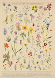 Vintage Wildflowers
