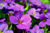 Violet Flower Jigsaw Puzzle