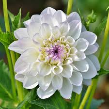 Desenhos de White Dahlia Flower Jigsaw Puzzle para colorir