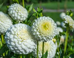 Desenhos de White Dahlias Jigsaw Puzzle para colorir