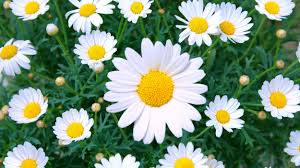 White Daisies Flower Jigsaw Puzzle