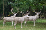 White Deer Park Jigsaw Puzzle