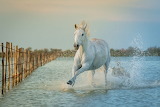 White Horse Jigsaw Puzzle