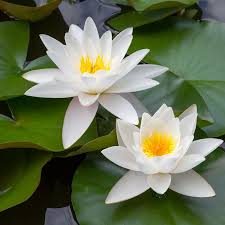 White Water Lily Jigsaw Puzzle