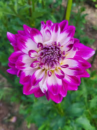 Who Dun It Dahlia Flower Jigsaw Puzzle