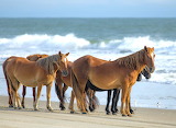 Wild Horses Carova Beach Jigsaw Puzzle