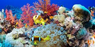 World Ocean Jigsaw Puzzle