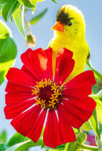 Yellow Bird Goldfinch Jigsaw Puzzle