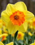 Yellow Daffodil Jigsaw Puzzle