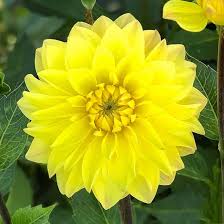 Desenhos de Yellow Dahlia Flower Jigsaw Puzzle para colorir