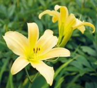 Desenhos de Yellow Daylily Flower Jigsaw Puzzle para colorir