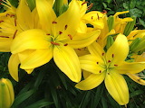 Desenhos de Yellow Lilies Jigsaw Puzzle para colorir
