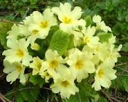 Desenhos de Yellow Primrose Flower Jigsaw Puzzle para colorir