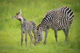 Zebra Mother and Baby Jigsaw Puzzle