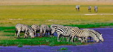 Desenhos de Zebras Jigsaw Puzzle para colorir