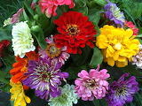 Zinnia Flower Jigsaw Puzzle 2