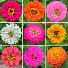 Zinnia Flowers Jigsaw Puzzle