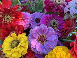 Desenhos de Zinnias Flower Jigsaw Puzzle para colorir